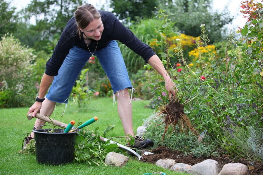  Back Pain When Gardening : 5 Ways To Prevent It 